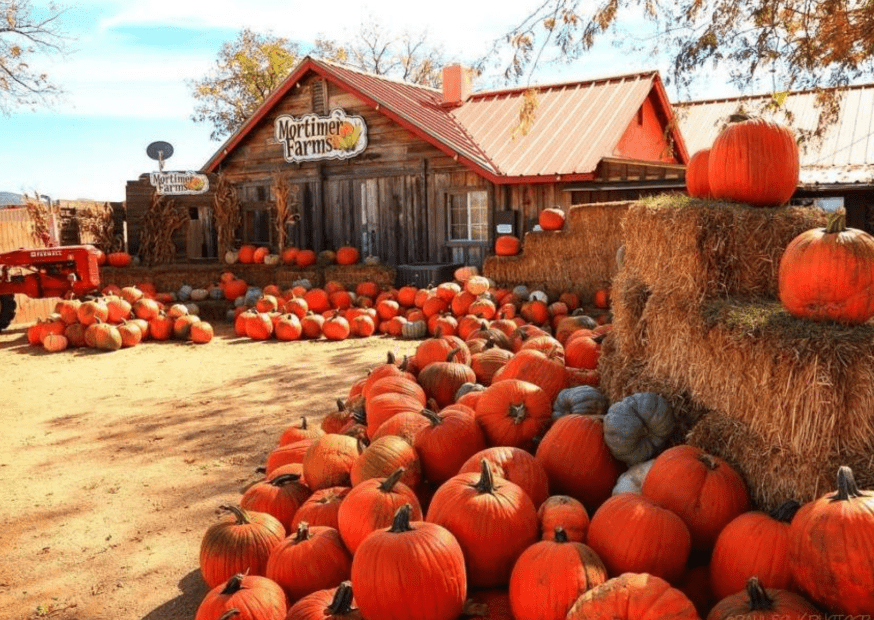 campo di zucche in Arizona